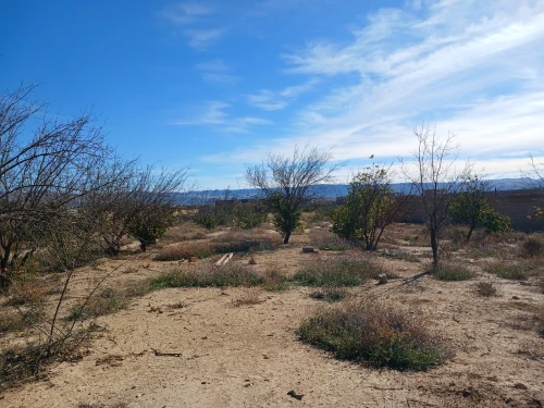 Vente Terrain Batna Ain touta