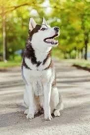 vendre ou echange chien