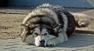 vendre ou echange chien