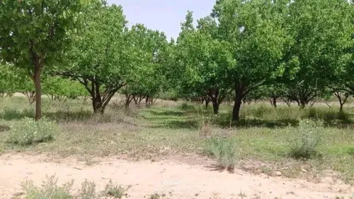 Vente Terrain Agricole Djelfa Messad