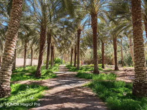 Vente Terrain Agricole Biskra El ghrous