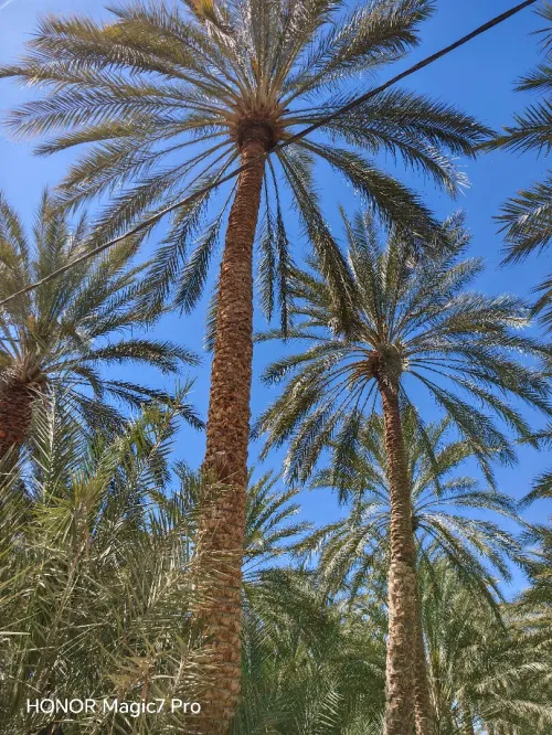 Vente Terrain Agricole Biskra El ghrous