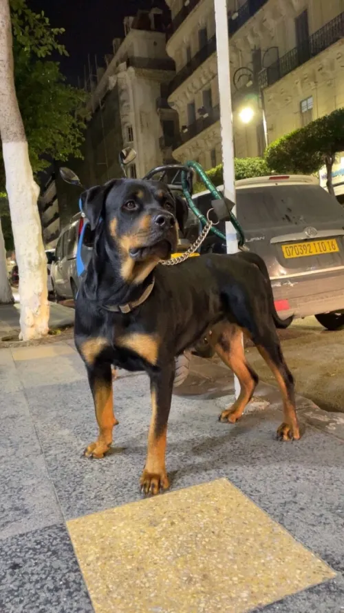 Rottweiler 