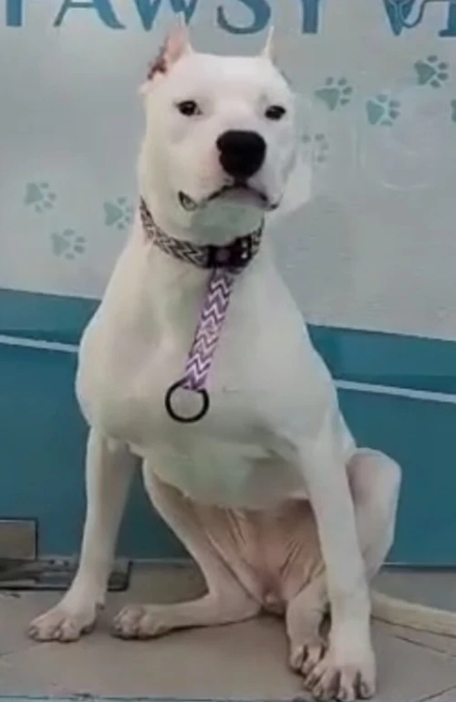 Femelle dog argentin 