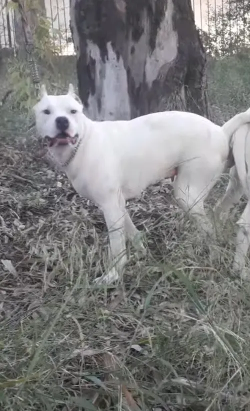 Femelle dog argentin 