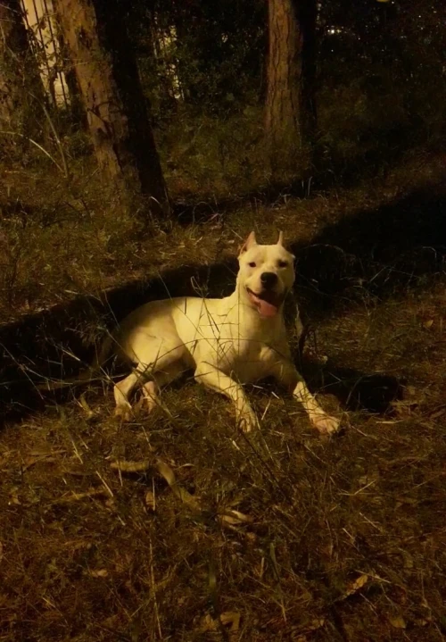 Femelle dog argentin 