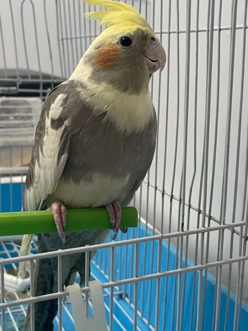 Oiseaux calopsitte