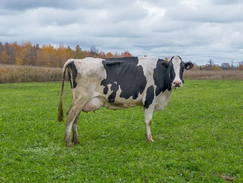 VACHE LAITIERE