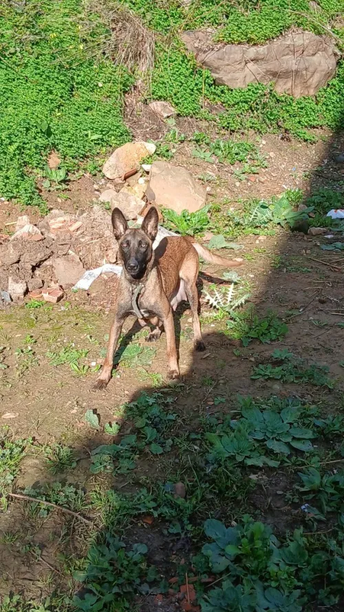 Chien malinois