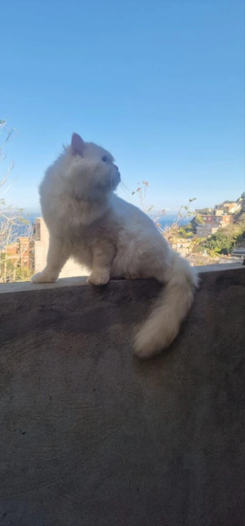 Chat Persan 