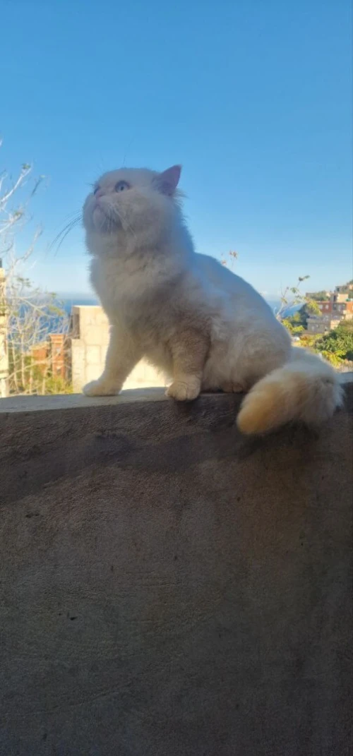 Chat Persan 
