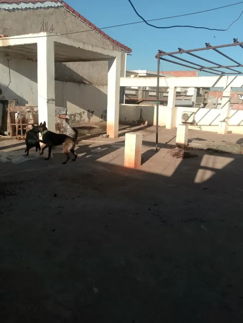 Vente Villa Oran Arzew