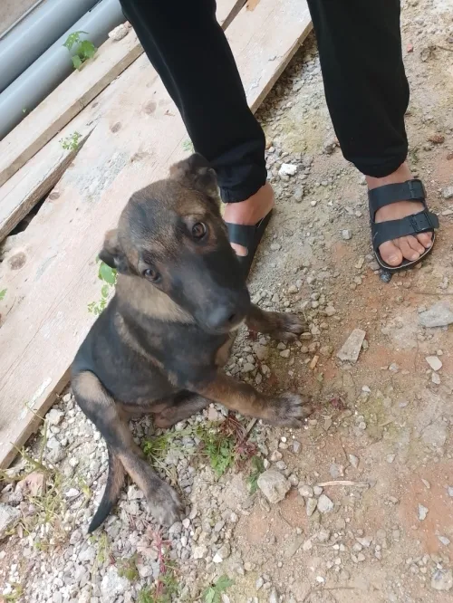 malinois mal