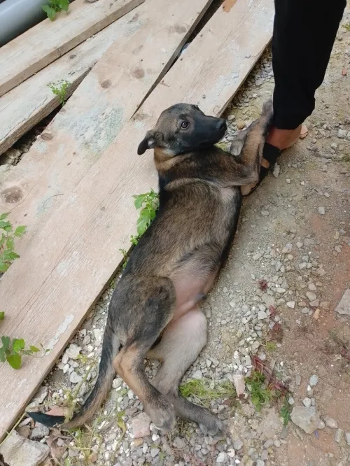 malinois mal