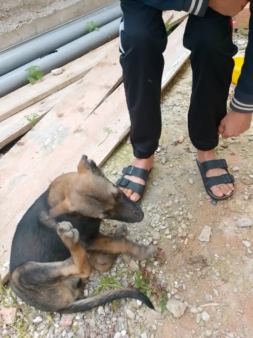 malinois mal