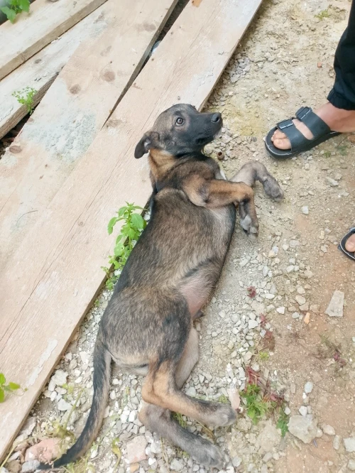 malinois mal