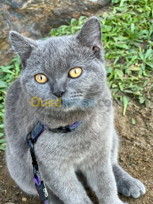 Chat british enceinte 