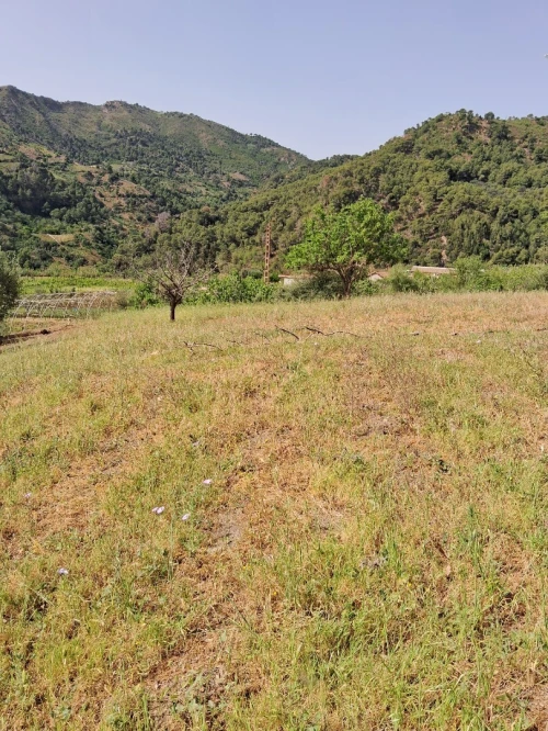 Vente Terrain Tipaza Larhat