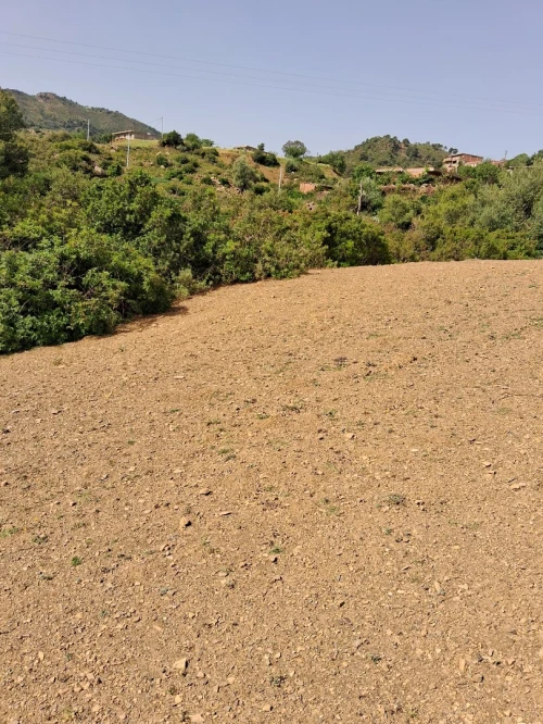 Vente Terrain Tipaza Larhat