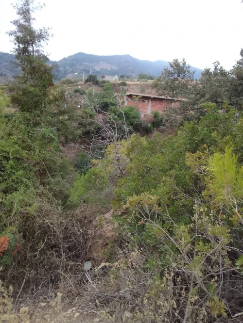 Vente Terrain Tipaza Larhat