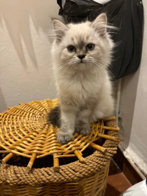 2 chatons persan himalayen doll face mâle et femelle 