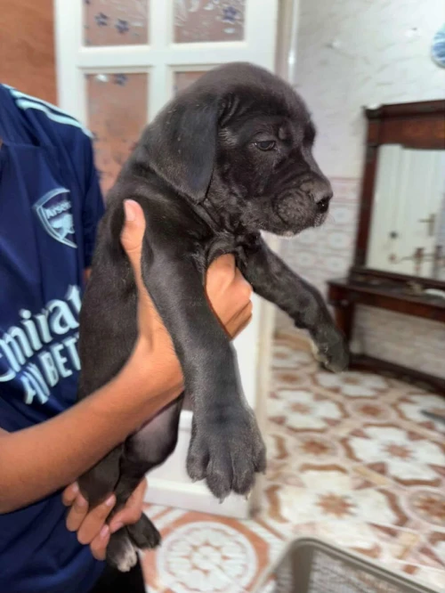 chiots cane corso 2 mois et demi