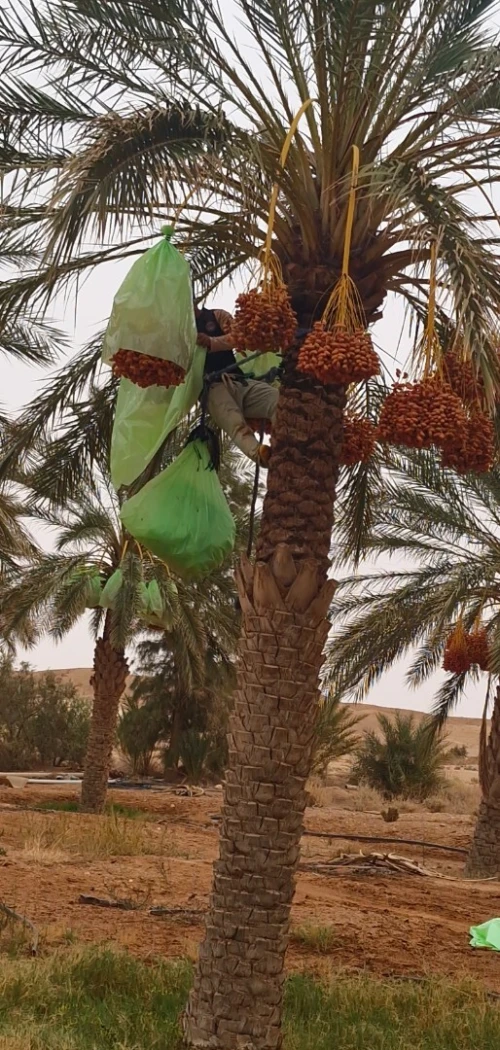 Vente Terrain Agricole Ouled Djellal Ouled Djellal