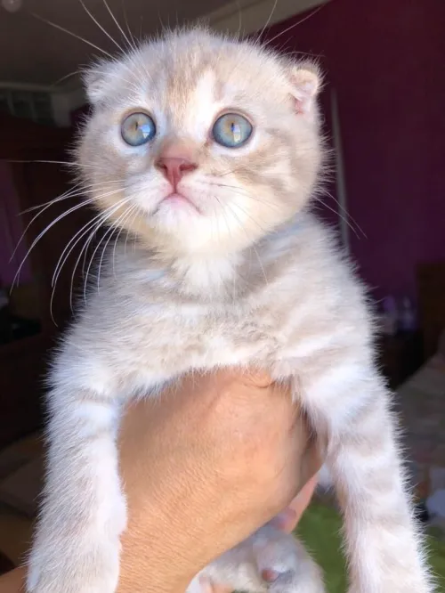 Jolie chatons Scottish fold et British  pure race à vendre 