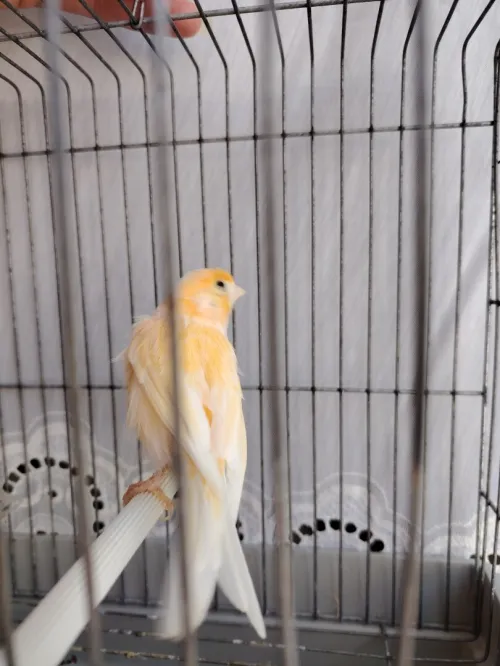 Canaris mâle 2 ans