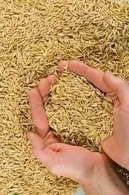 نبات الشوفان Avoine