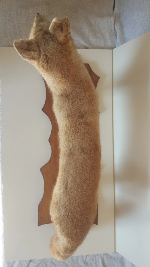 Cabinet de Curiosité, Renard taxidermie sur socle en bois, vintage des années 1950 LIQUIDATION