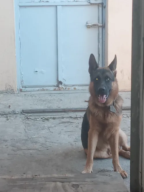 Chiots berger allemand