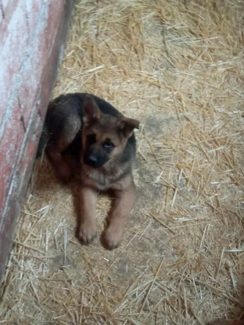 Chiots berger allemand