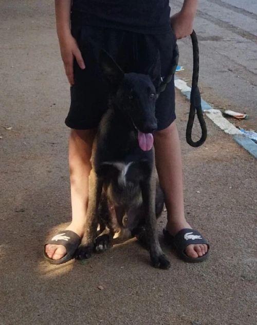 Malinois Masque noir