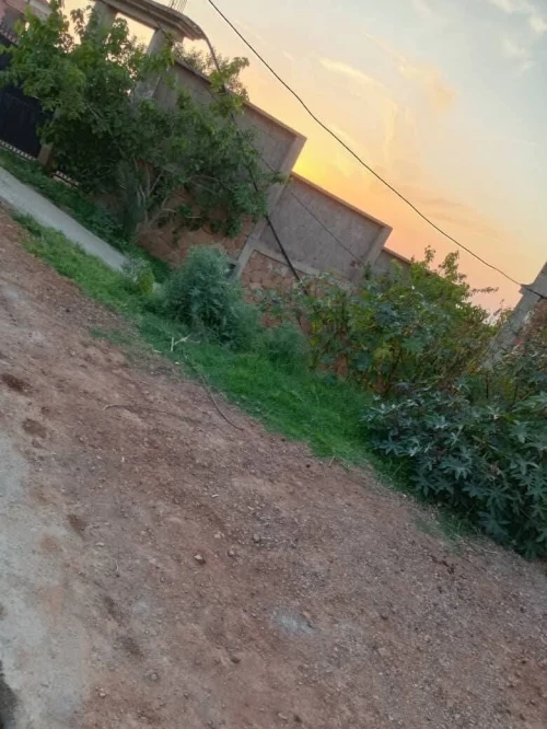 Vente Terrain Tipaza Ain tagourait