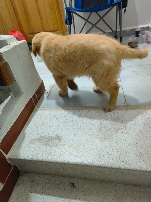 Golden Retriever  chien