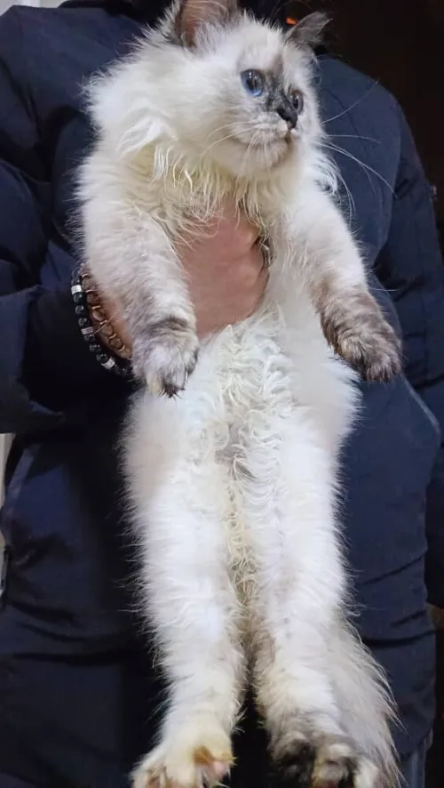 Chat de race persan chinchilla