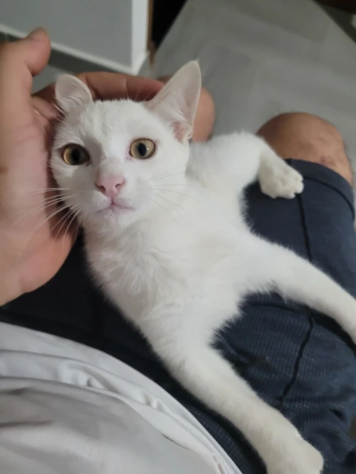 Chat khao mane 