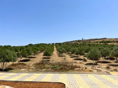 Vente Terrain Agricole Oran Ain el kerma