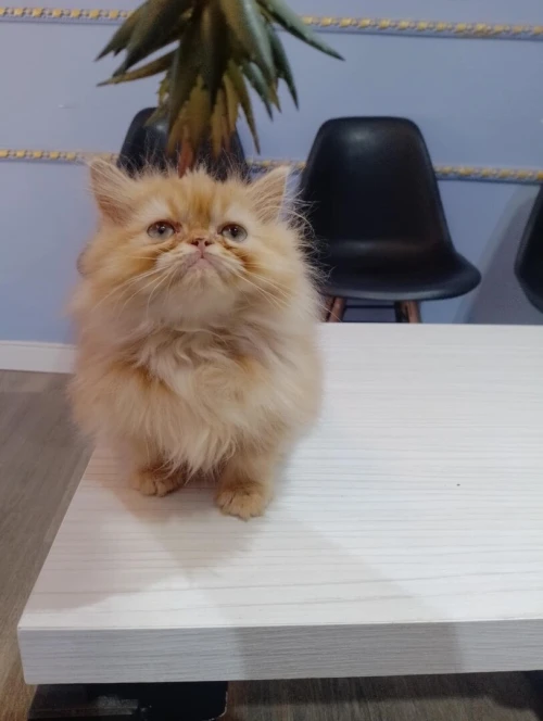Chat persan 