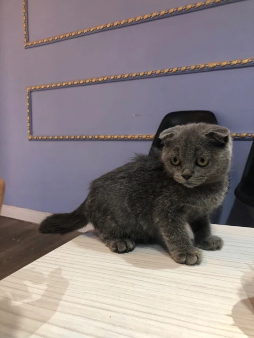 Chat scottish 