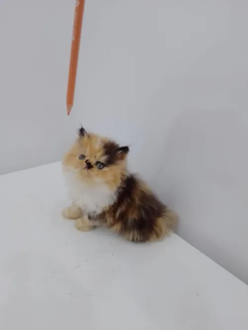 Chat persan 