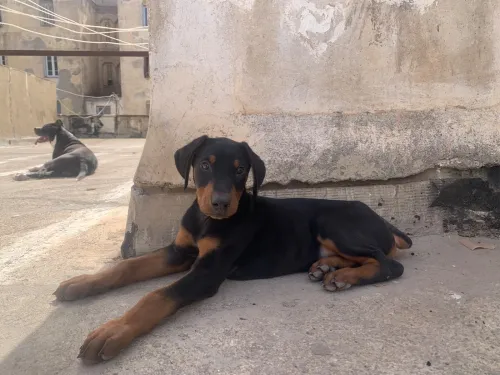Doberman