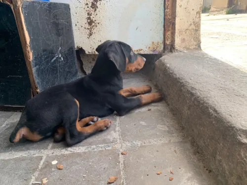 Doberman