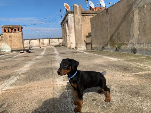 Doberman