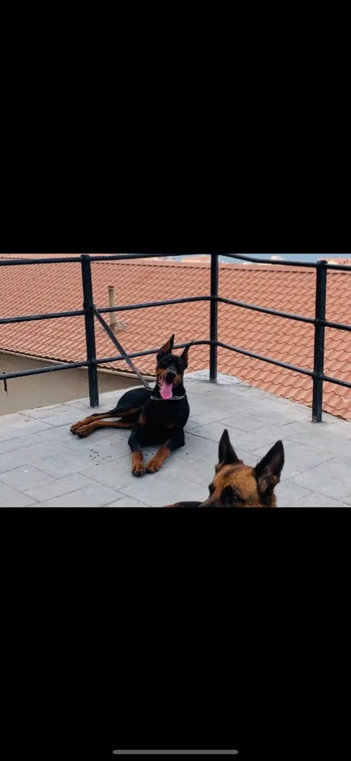 Doberman
