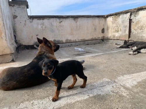 Doberman