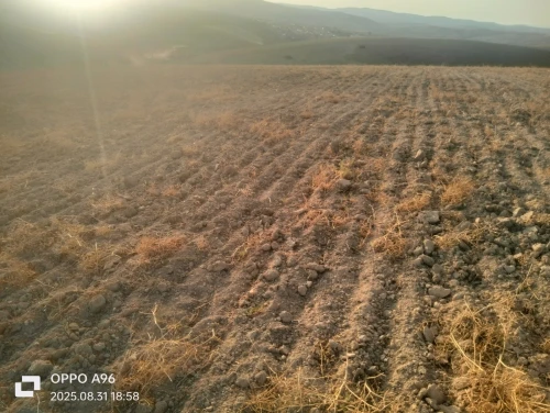 Vente Terrain Tlemcen Bensekrane