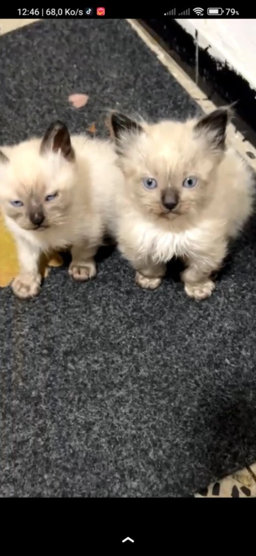 Des chats siamois véritable