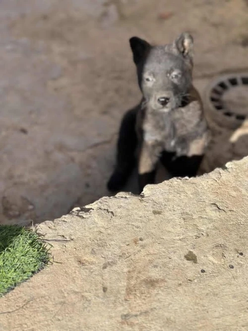 Disponible chiots malinois véritable charbonné age 1 mois